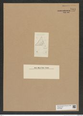 Diatomeae indet. Zeichnungen Sammlung Grunow Nr. 7544 (NHMW-BOT-W0376688)